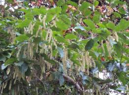 Image result for Homalium