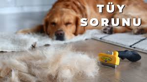 Bu Urun Harika Kopek Tuyu Sorununa Cozum Furminator Golden Retriever Youtube