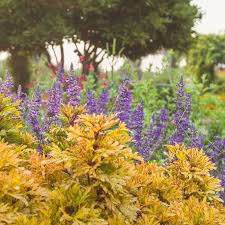We deliver flowers to springfield, ozark, nixa, republic, rogersville, willard, strafford,. Springfield Botanical Gardens At Nathanael Greene Close Memorial Park Home Facebook
