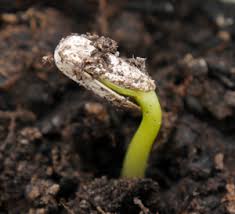 According to imke thormann of biodiversity international, field gene banks have their advantages and disadvantages. Soil Seed Banks Woodlands Co Uk
