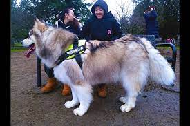 They are similar to other arctic, husky, and spitz breeds such as the greenland dog, canadian eskimo dog, the siberian husky. The Biggest Dog In Richmond Meet Tyson Richmond News
