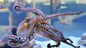 The kraken® and other trademarks listed under products are owned in the united states by proximo spirits ©2019. Steckbrief Krake Und Tintenfisch Wissen Swr Kindernetz