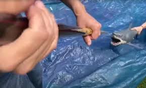Then her body washes up and crabs are eating her. Bathtubs And Barbies How An Army Of Finatics Recreated Jaws At Home Jaws The Guardian