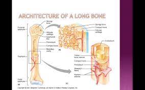 Long Bone Internal Structure Human Anatomy Body Human Body Anatomy Human Anatomy Anatomy