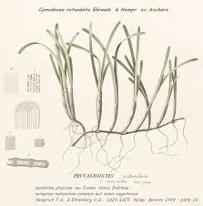 Image result for Cymodoceaceae