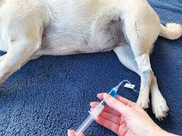 Denver pet euthanasia for dogs and cats in the home posted: Euthanasia Protocols Clinician S Brief