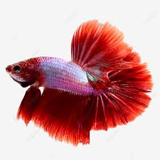 Download Betta Fish Png Image Decoration Freshwater Aquarium Betta Fish Png Transparent Clipart Image And Psd File For Free Download