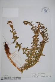 Image result for Polystichum sinense