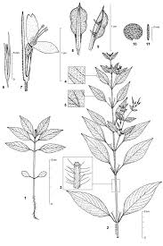 Image result for Dicliptera minor