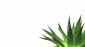 Download and use 100,000+ simple background stock photos for free. White Minimalist Nature Wallpaper Novocom Top