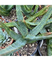Image result for Aloe cameronii