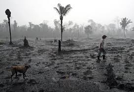 A place to discuss amazon prime. Amazon Deforestation Increases 25 Percent In Brazil Environment The Jakarta Post