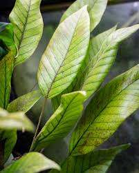 Image result for Pyrrosia