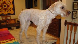 Check spelling or type a new query. Freshly Shaved Dogs Album On Imgur