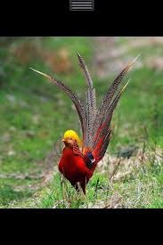 Bird With Colorful Feathers On Head Pin On My Love Of Birds