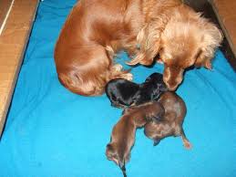 They are quite happy, even clownish, and can behave mischievously on occasion. Newborn Dachshund Weight