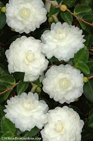 Buy October Magic White Shishi Gashira Dwarf Camellia Free Shipping 3 Gallon Size Plants For Sale From Wilson Bros Gardens Onlin In 2020 Plant Sale Camellia Plants