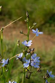 Image result for Aristea angolensis