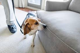 This treatment works by destroying the cells of the. Bed Bug Solutions Preferred Pest Control