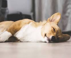 Check spelling or type a new query. Corgi Puppy Sleeps A Lot What You Need To Know Houndgames