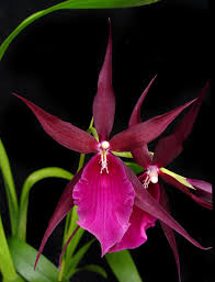 Image result for Raphia rostrata