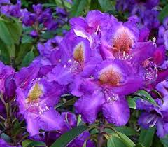 Rhododendron Tamarindos In 2020 Season Plants Rhododendron Plant Plants