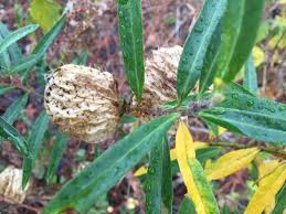 Balloon Plant Or Hairy Balls Asclepias Physocarpa Your Plant Appears Is A Member Of The Milkweed Family A Perennial In Zones 8 Plants Asclepias Seed Pods