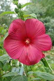 Family Malvaceae Mal Vay See Ee Info Genus Hibiscus Hi Bis Kus Info Species Moscheutos Mos Kew Tos In Hardy Hibiscus Hibiscus Beautiful Flowers