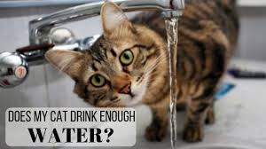 Why your cat sometimes stops drinking water. Be Sure Your Cat Is Drinking Enough Water