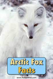 Arctic Fox Facts Information For Kids Habitat Adaptations Fox Facts Arctic Fox Facts Arctic Fox Art