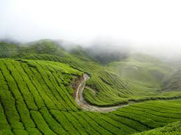 Research exit/entry policy before you travel. Cameron Highland Menawan Hati Smk Penghulu Saat