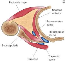 Image result for Snapping Scapula