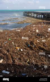 Pollution, trash, and debris washes up ...