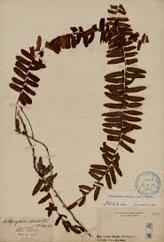 Image result for Arthropteris palisotii