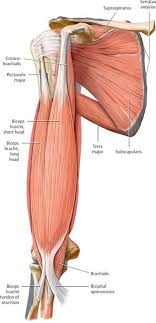 Welcome to the action certification video library. Functional Anatomy Of The Upper Limb Anatomy An Essential Textbook 1st Ed Human Body Anatomy Upper Limb Anatomy Human Muscle Anatomy