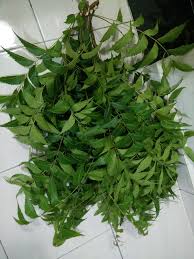 Untuk mengelakkan gatal pada badan pula, gunalah daun semambu dari pokok semambu dengan meletakkan daun itu dibawah cadar dan bantal sebagai alas tidur. Merawat Anak Kena Demam Campak Rubeola Measles Campak Halus Campak Sekam Ejen Redoxamin Penang