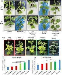 Learn to prune tomatoes correctly. Using Nanotechnology To Supplement Mg And Fe Deficiencies In Tomato Download Scientific Diagram