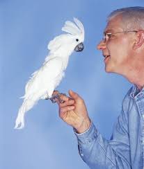 We sell birds birds like budgies, finches, cockatiels, lovebirds and more. Top Ten Talking Birds Mom Com