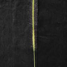 Image result for Perotis patens