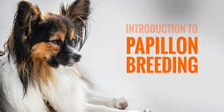 Breeding Papillons Introduction On How To Breed Papillon Dogs