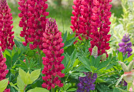Lupin or lupini beans are the yellow legume seeds of the genus lupinus.they are traditionally eaten as a pickled snack food, primarily in the mediterranean basin (), latin america (l. Lupinen Aussaat Worauf Sie Achten Mussen