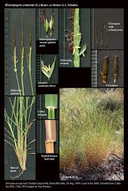 Image result for Heteropogon contortus