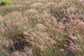 Image result for Melinis repens