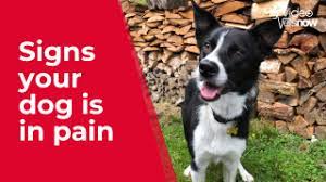 How To Tell If A Dog Is In Pain Signs Symptoms Of Pain In Dogs