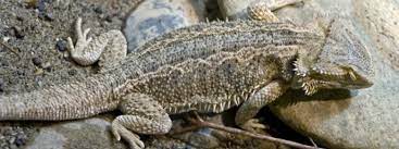 Causes Of Death For Bearded Dragons Bearded Dragon Care 101
