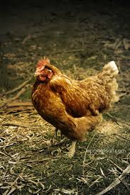 Peritonitis results in pain, inflammation, and irritation, and requires immediate medical attention to treat the infection and any underlying condition that may have caused it. Egg Peritonitis April Tells All