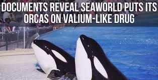 Quad Finn On Twitter Animal Stories Orcas In Captivity Sea World