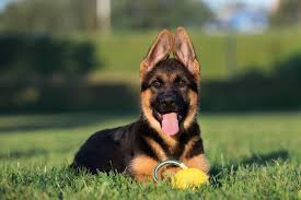 Anywhere from 6 weeks to 14 weeks of age the ears start to stand on their own. German Shepherd Ears The Complete Guide 2021 Canine Hq
