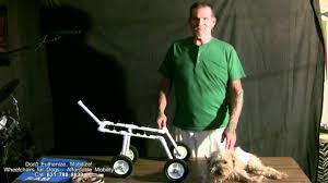 How to make a cat wheelchair: Wheelchairs For Dogs Youtube