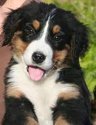 Puppies Google Images Puppy Dog Pictures Border Collie Puppies Bernese Mountain Dog Puppy